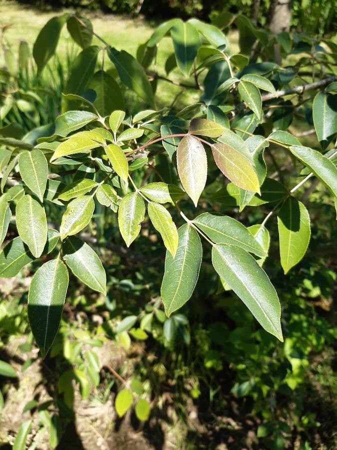 Staphylea cinese 3