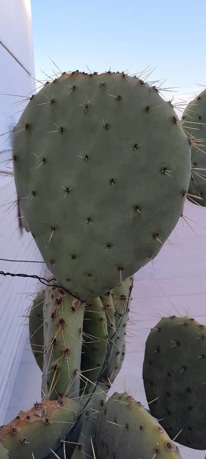 Opuncja 8