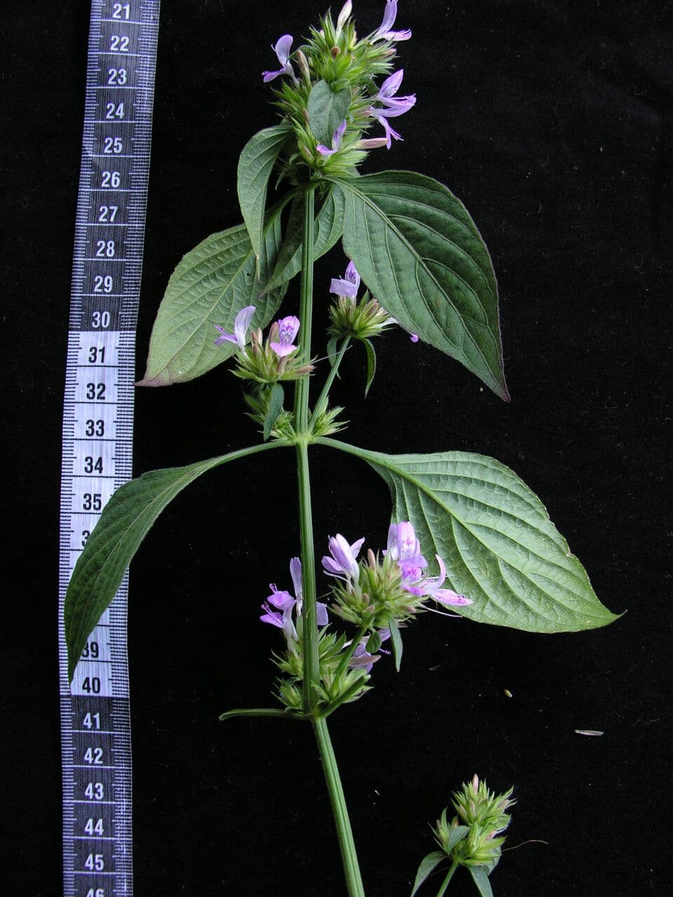 Dicliptera 8