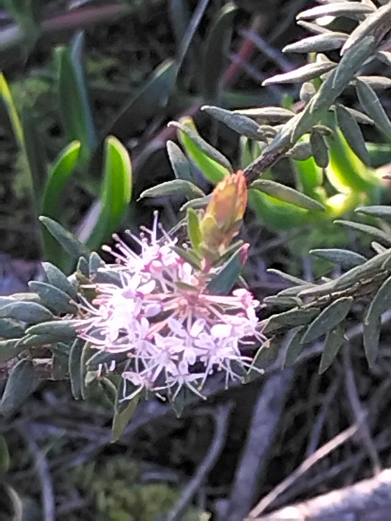 Agathosma 5