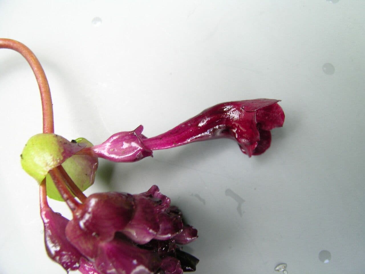 Didymocarpus 5