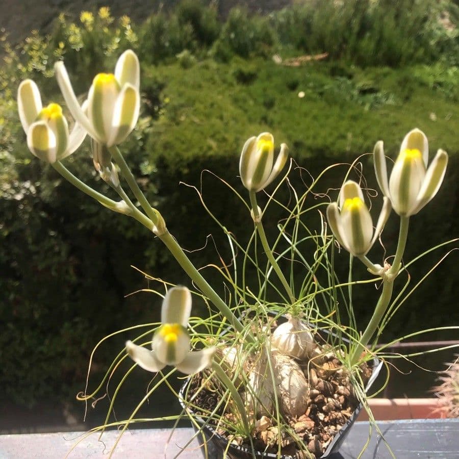 Albuca 5
