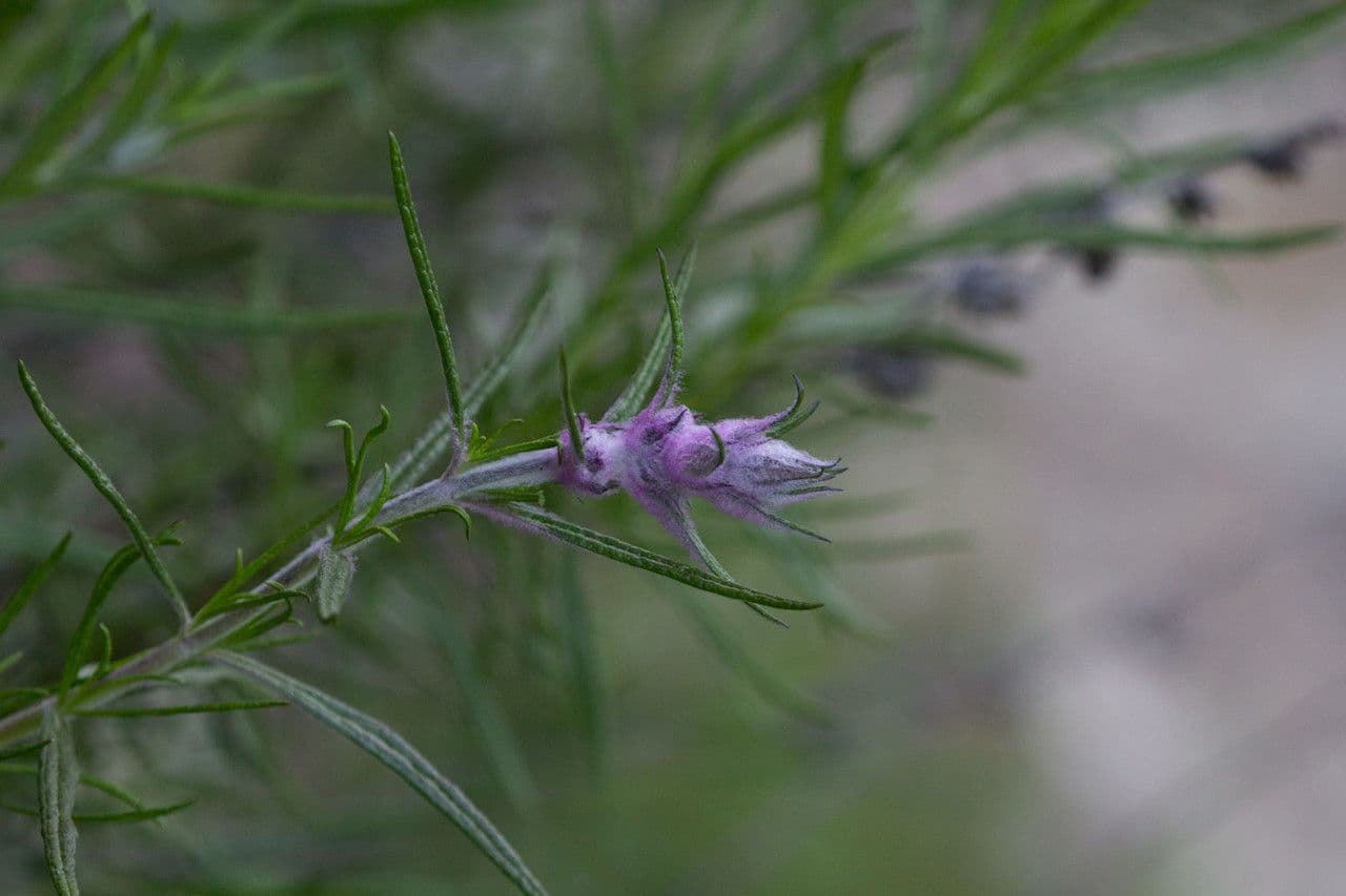 Trichostema 4