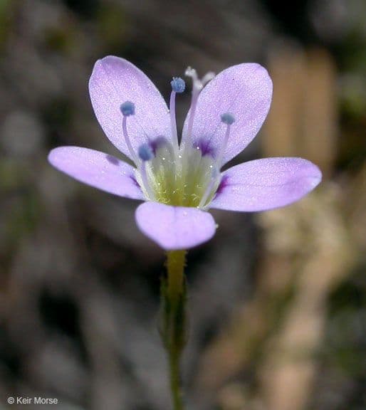 Navarretia leptalea 3