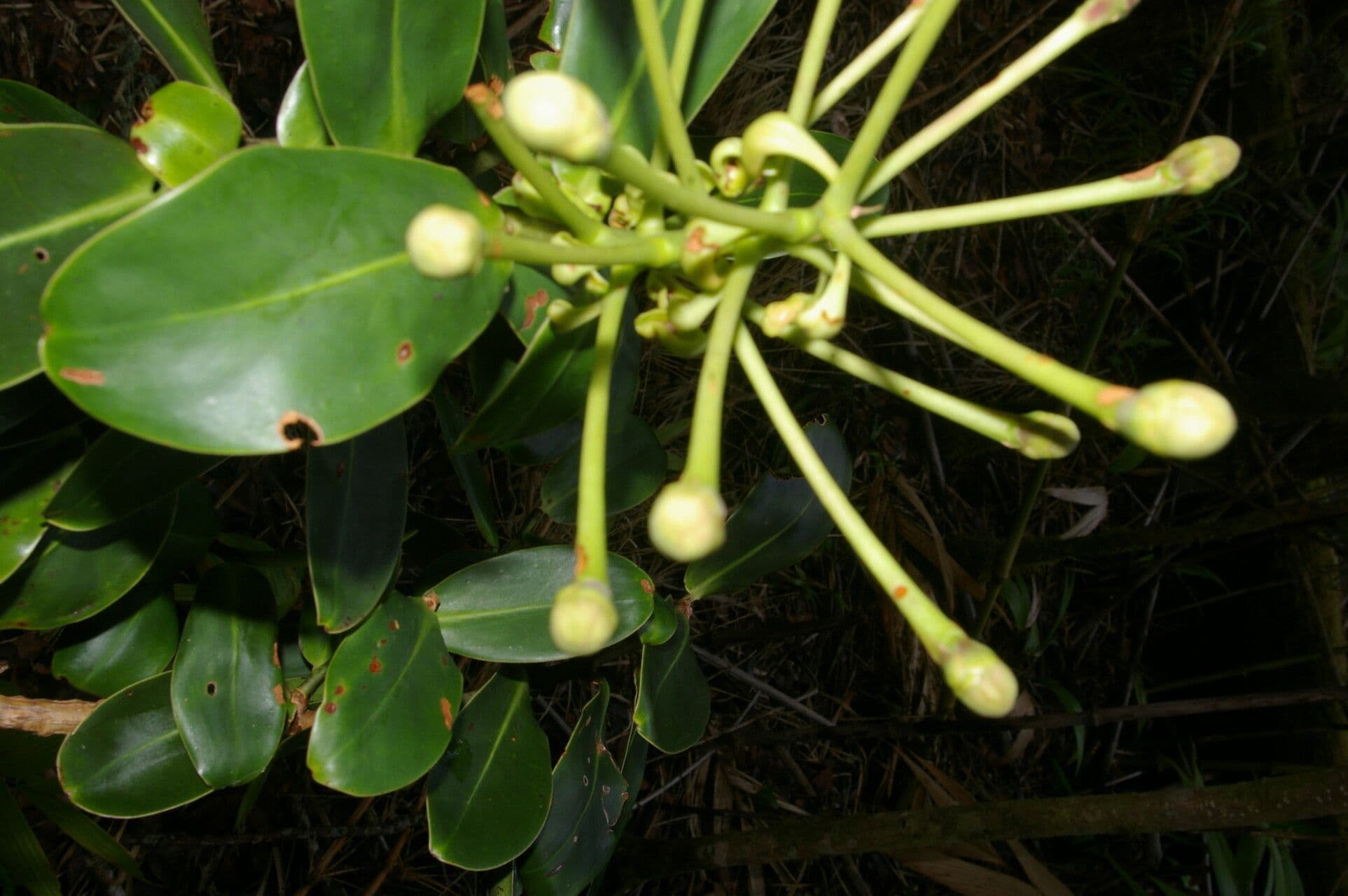 Schwartzia 3