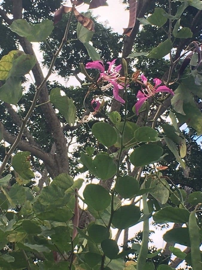 Bauhinia purpurea 26
