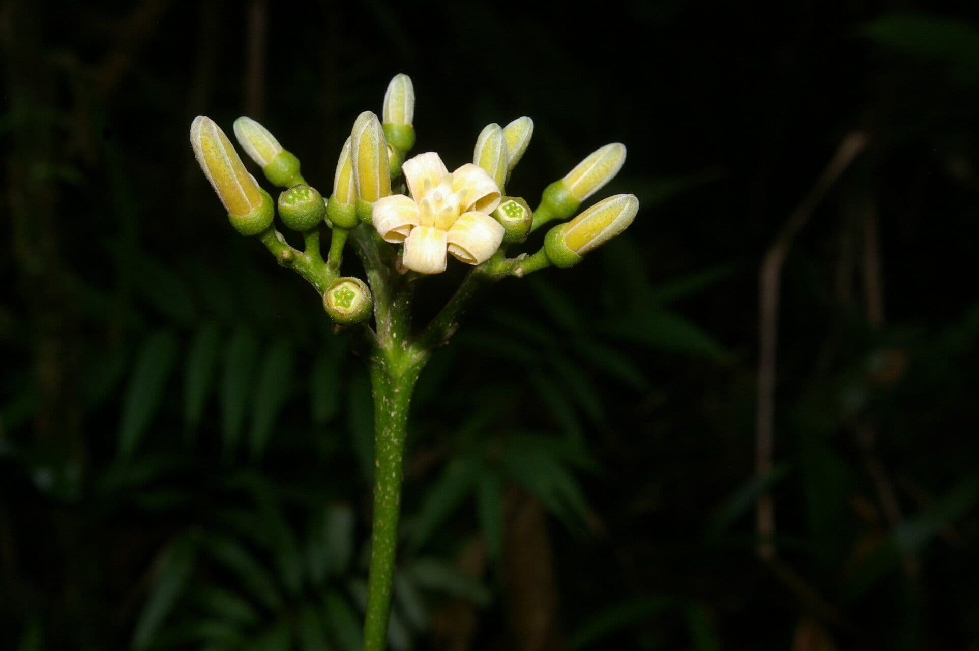 Conchocarpus 4