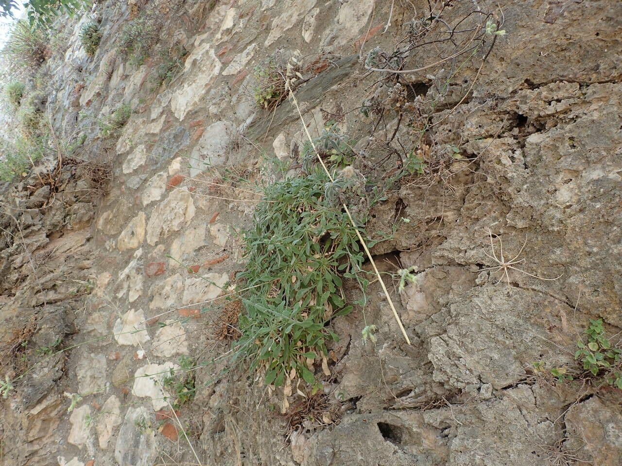 Silene agrupada 4