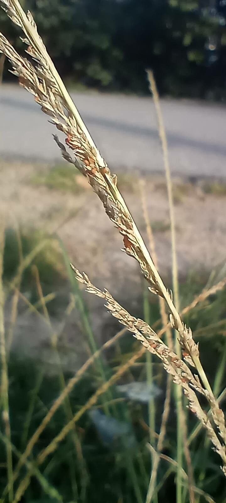 Sporobolus 2