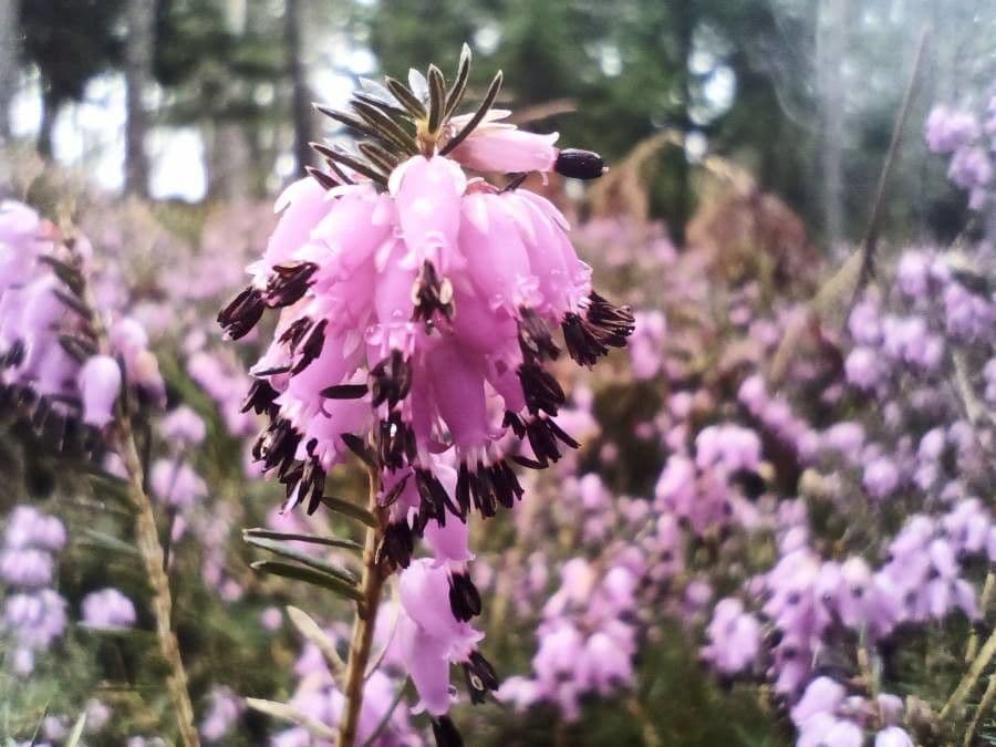 Erica herbacea 3