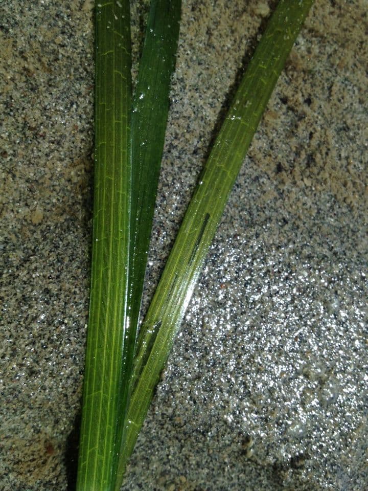 Zostera marina 17