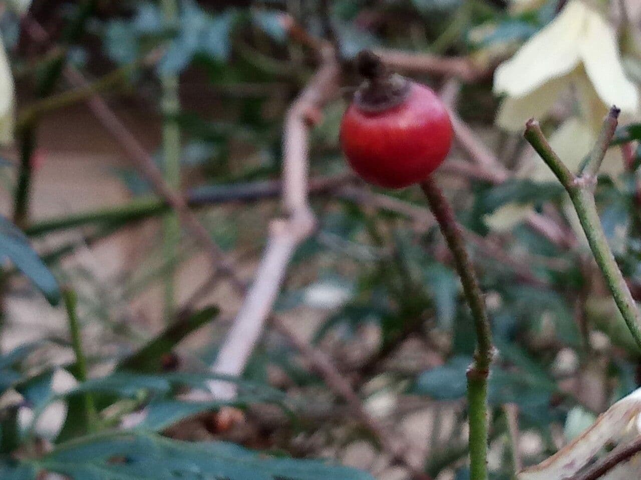 Clematis cirrhosa