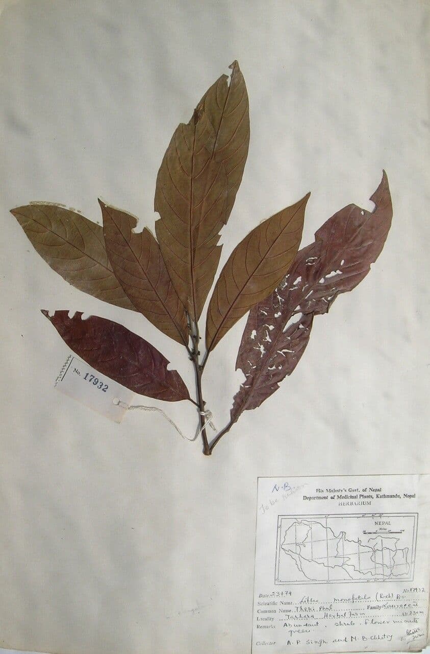 Litsea 13