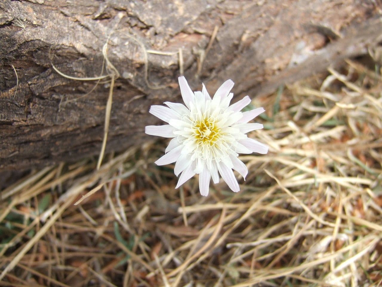 Pinaropappus roseus 9