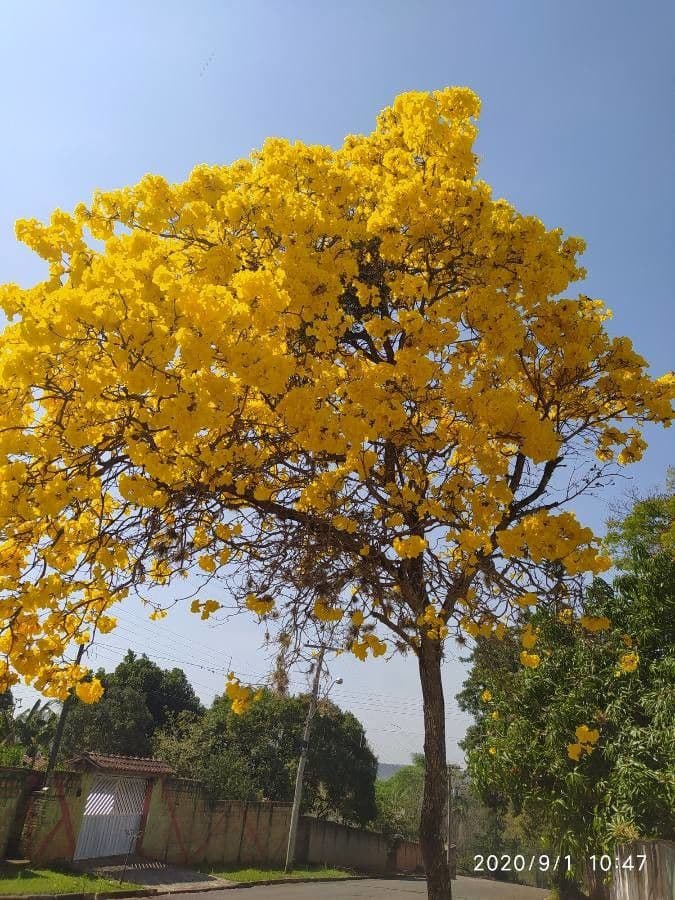 Lapacho giallo 8