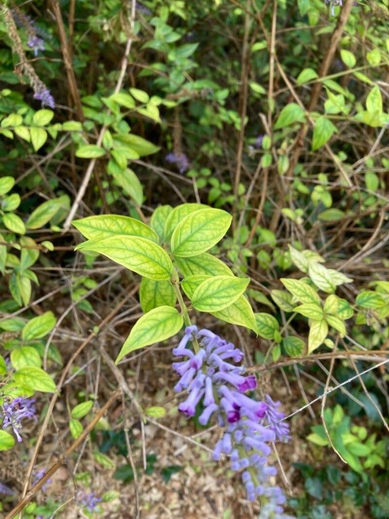Buddleja di Lindley 8