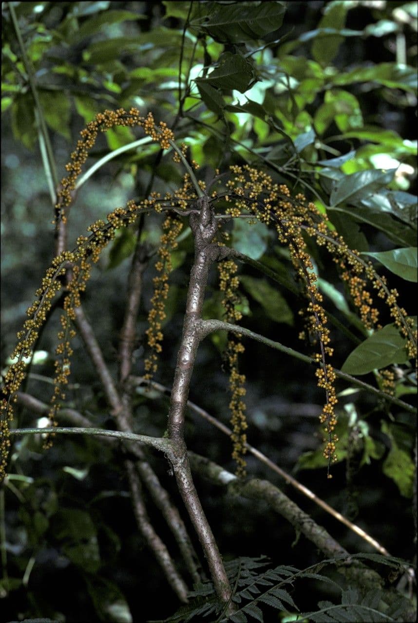 Heptapleurum 2