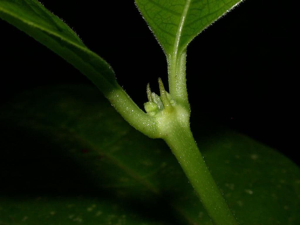 Ronabea latifolia 14