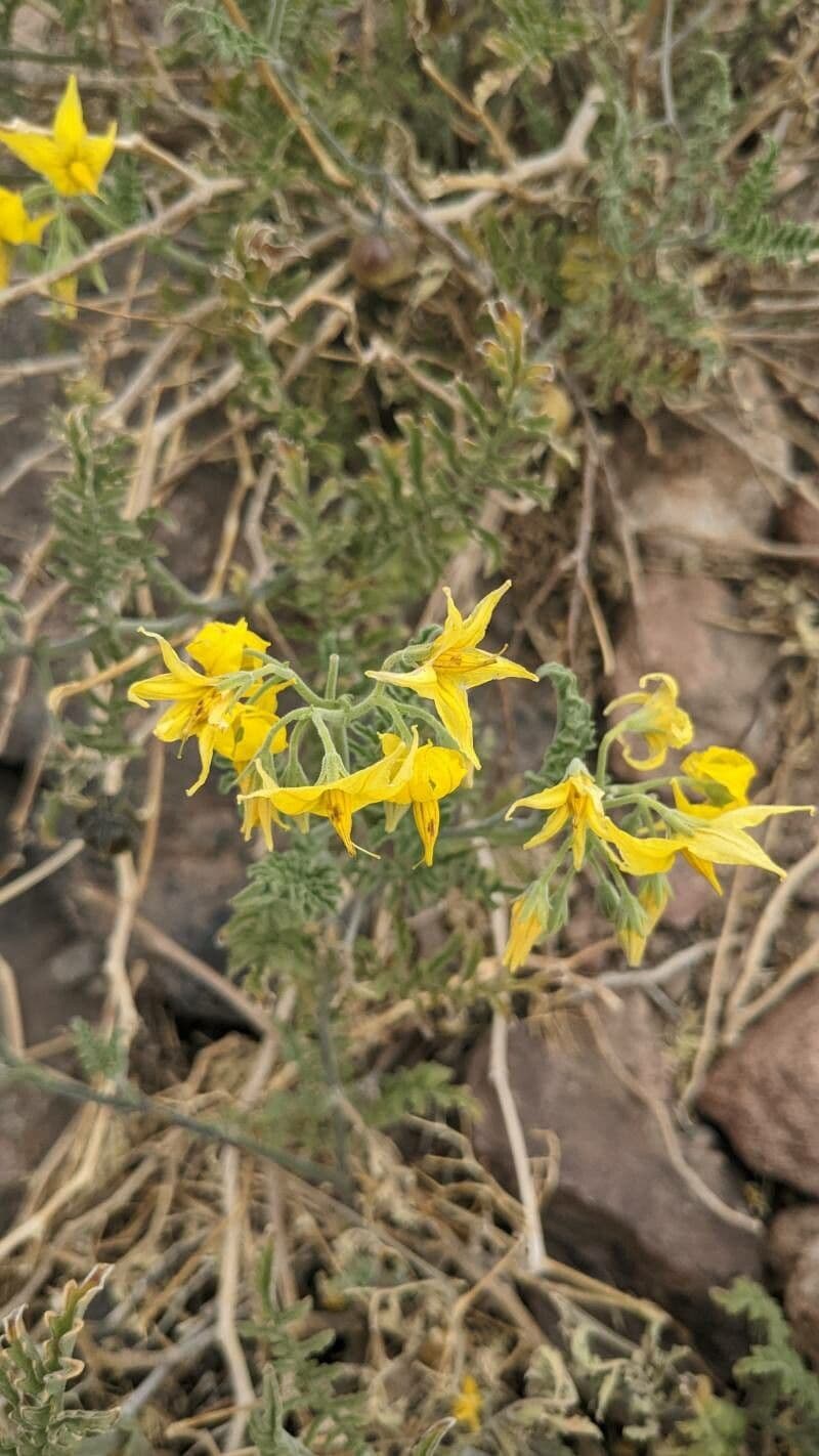 Solano cileno 3