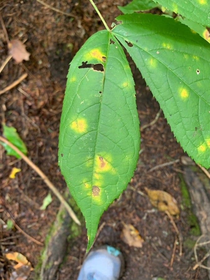 Aralia a stelo nudo 17