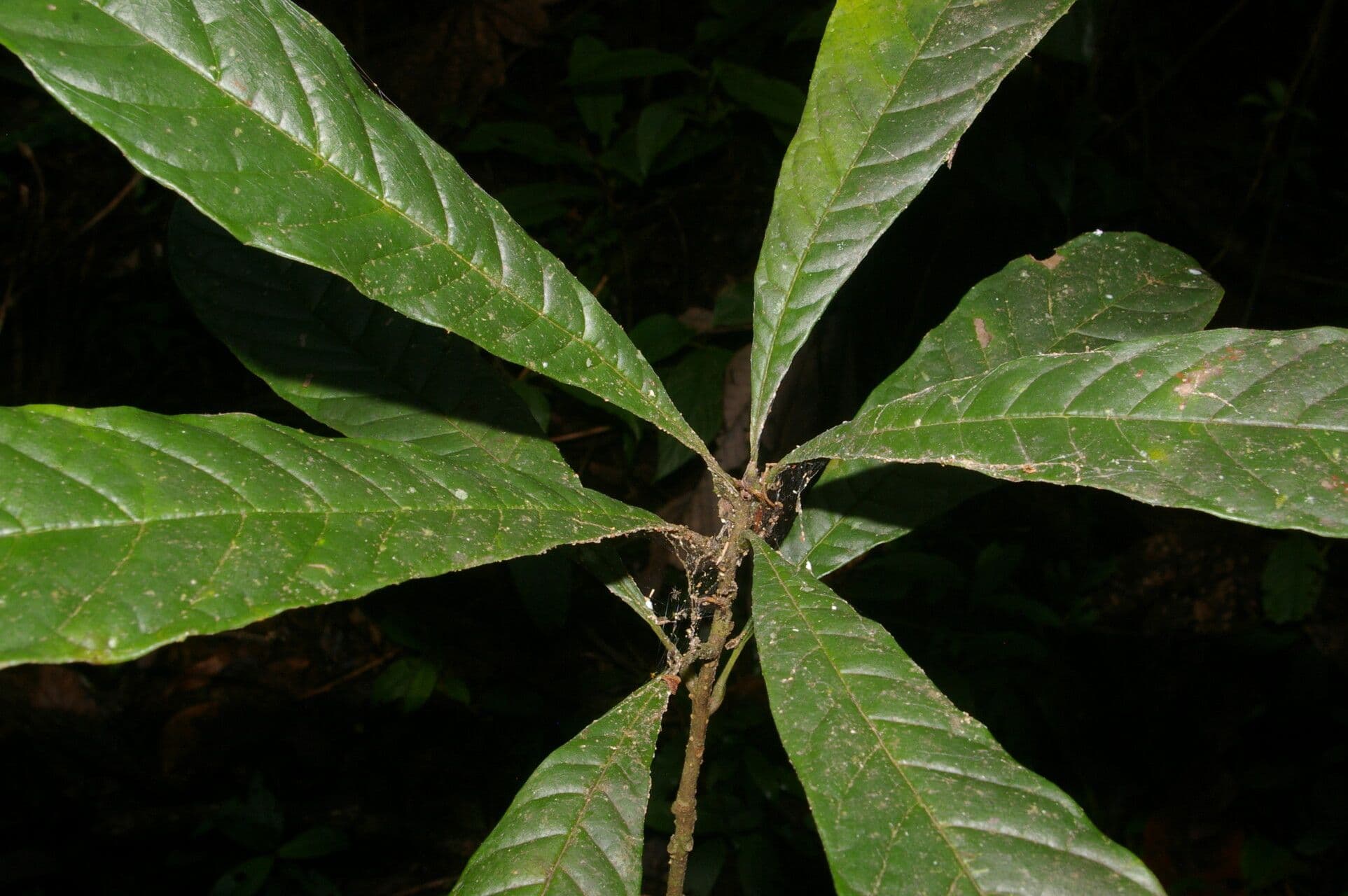 Meliosma 11