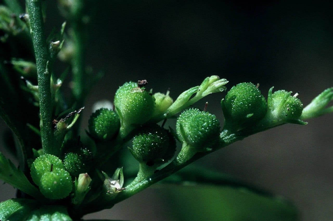 Spigelia 2