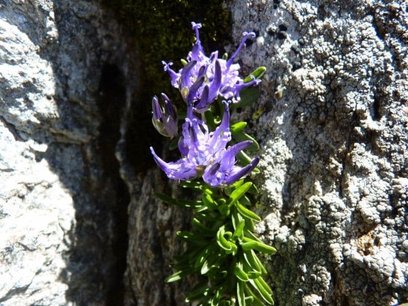 Phyteuma globulariifolium 8