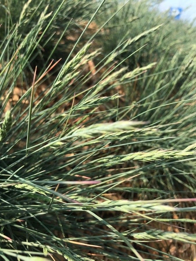 Festuca marginata 17