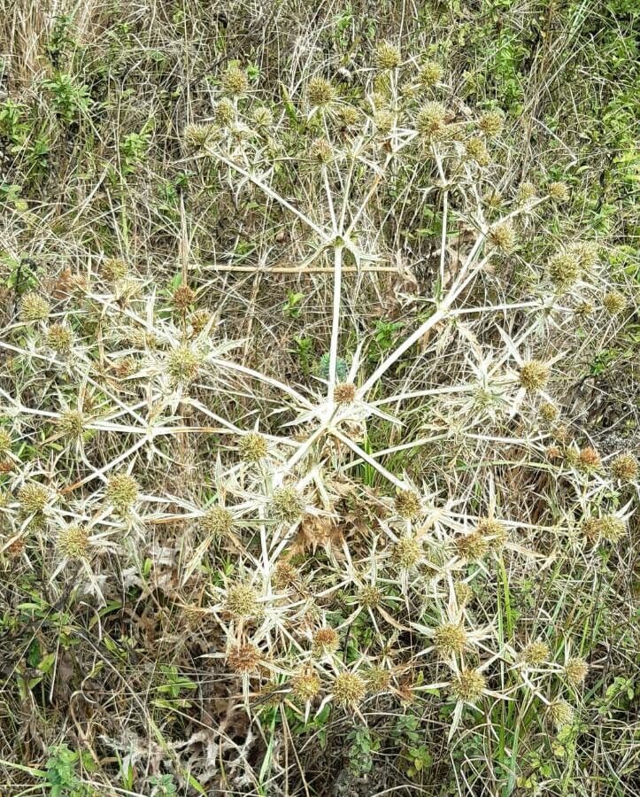 Panicaut champêtre 3