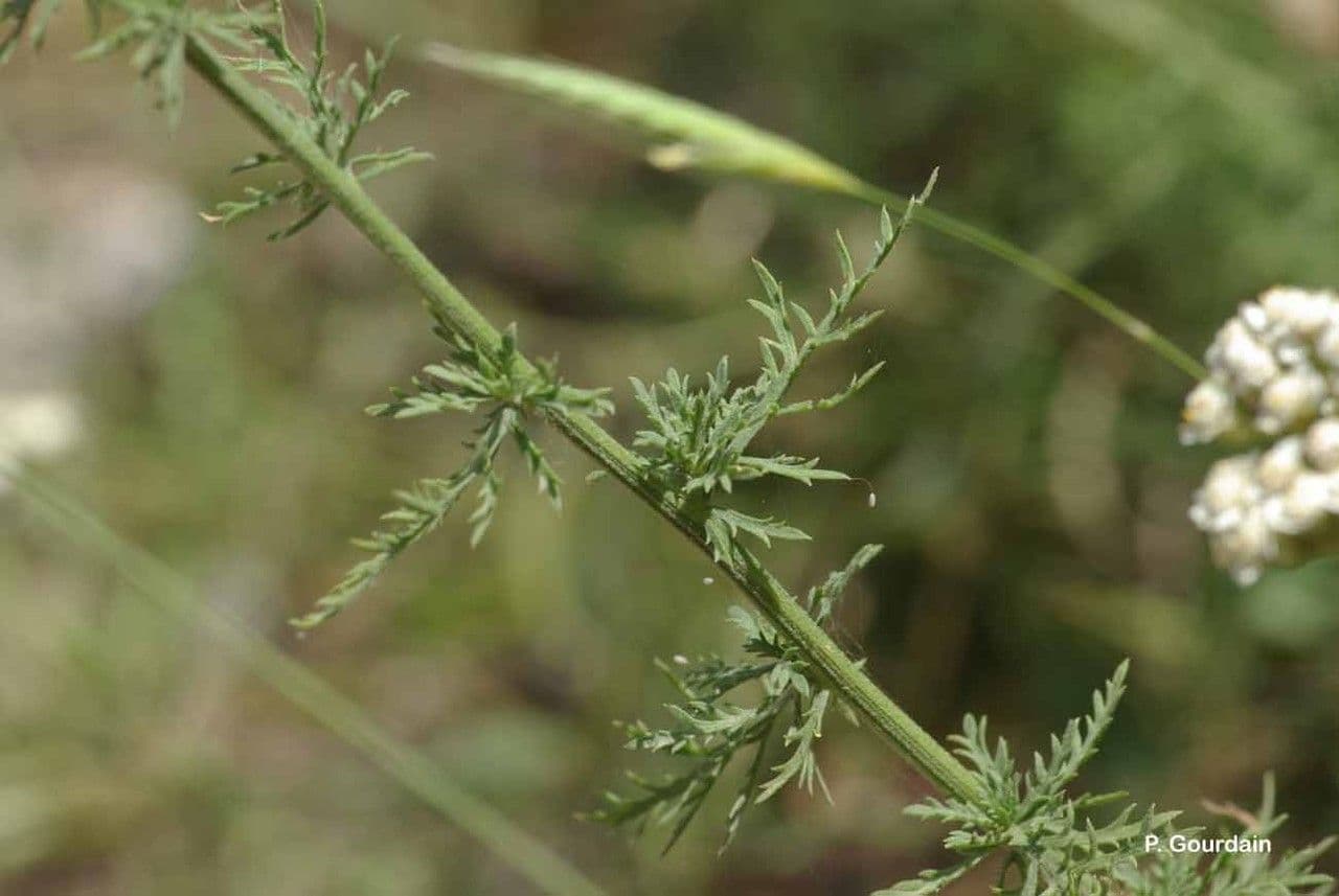Achillea ligustica 14