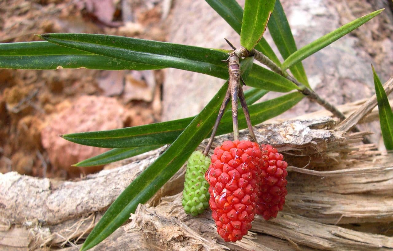 Freycinetia 2