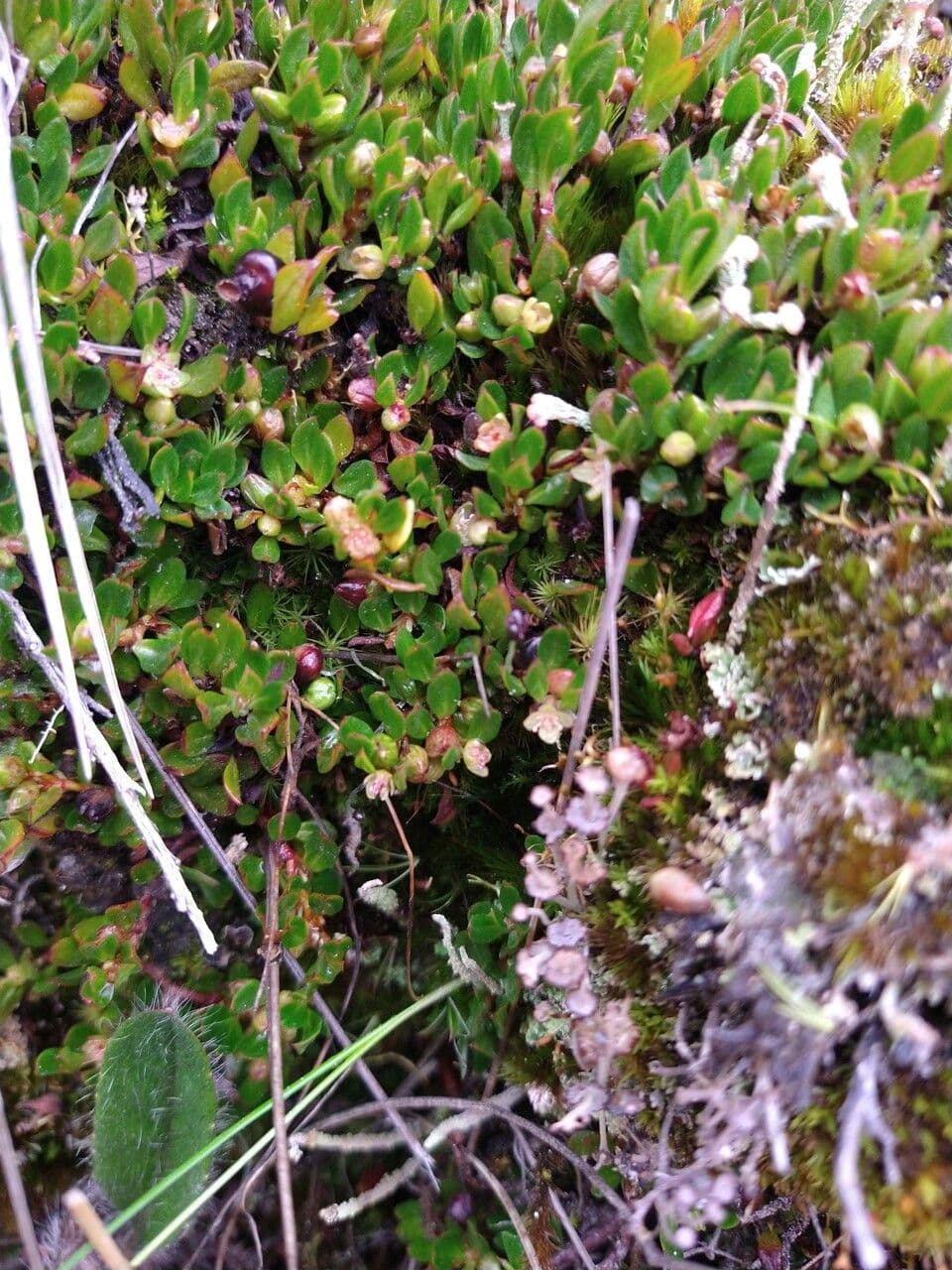Muehlenbeckia 10