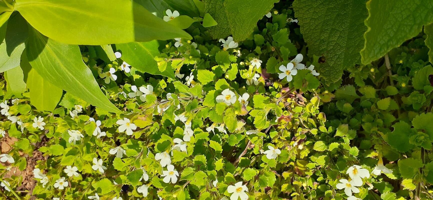 Bacopa rastrera 13