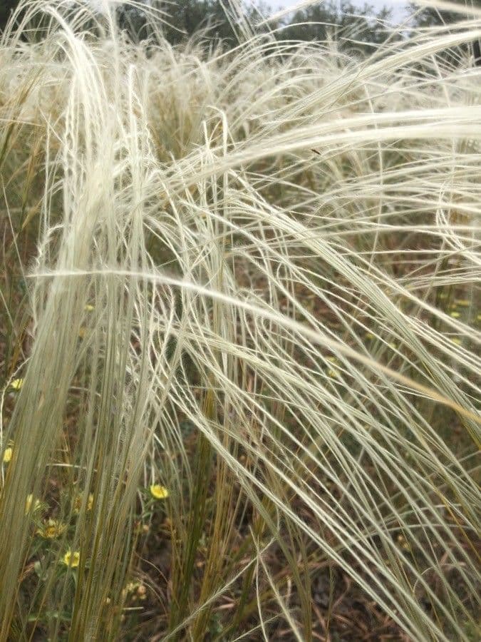 Stipa barbata 4