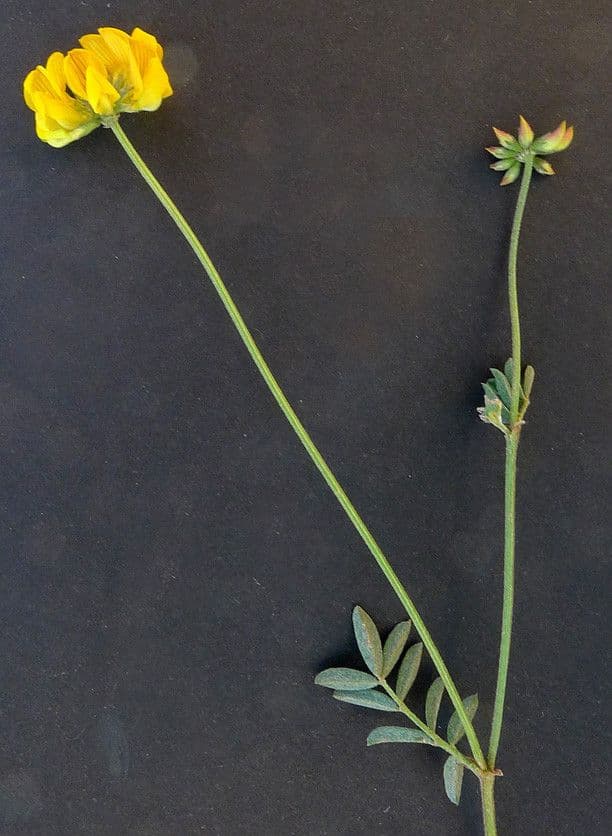 Hippocrepis 26