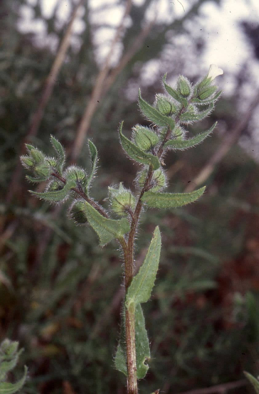 Nonea 8