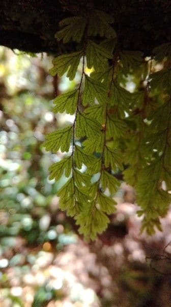 Hymenophyllum 6