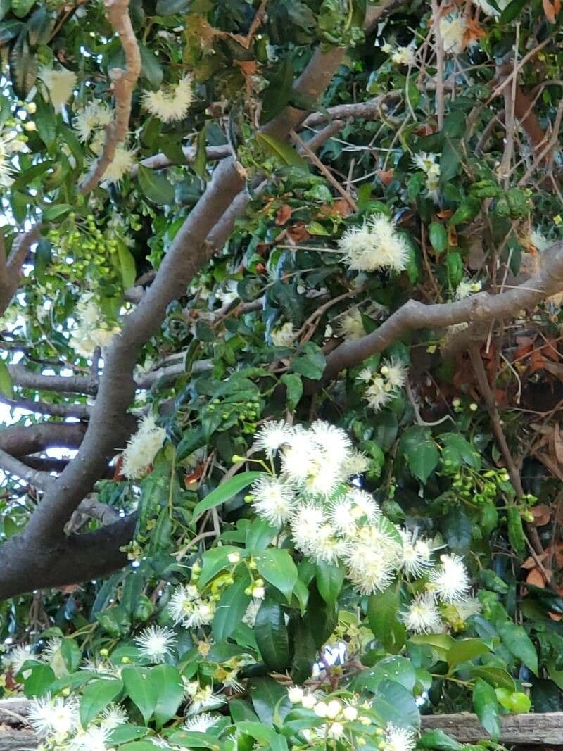 Syzygium paniculatum 28