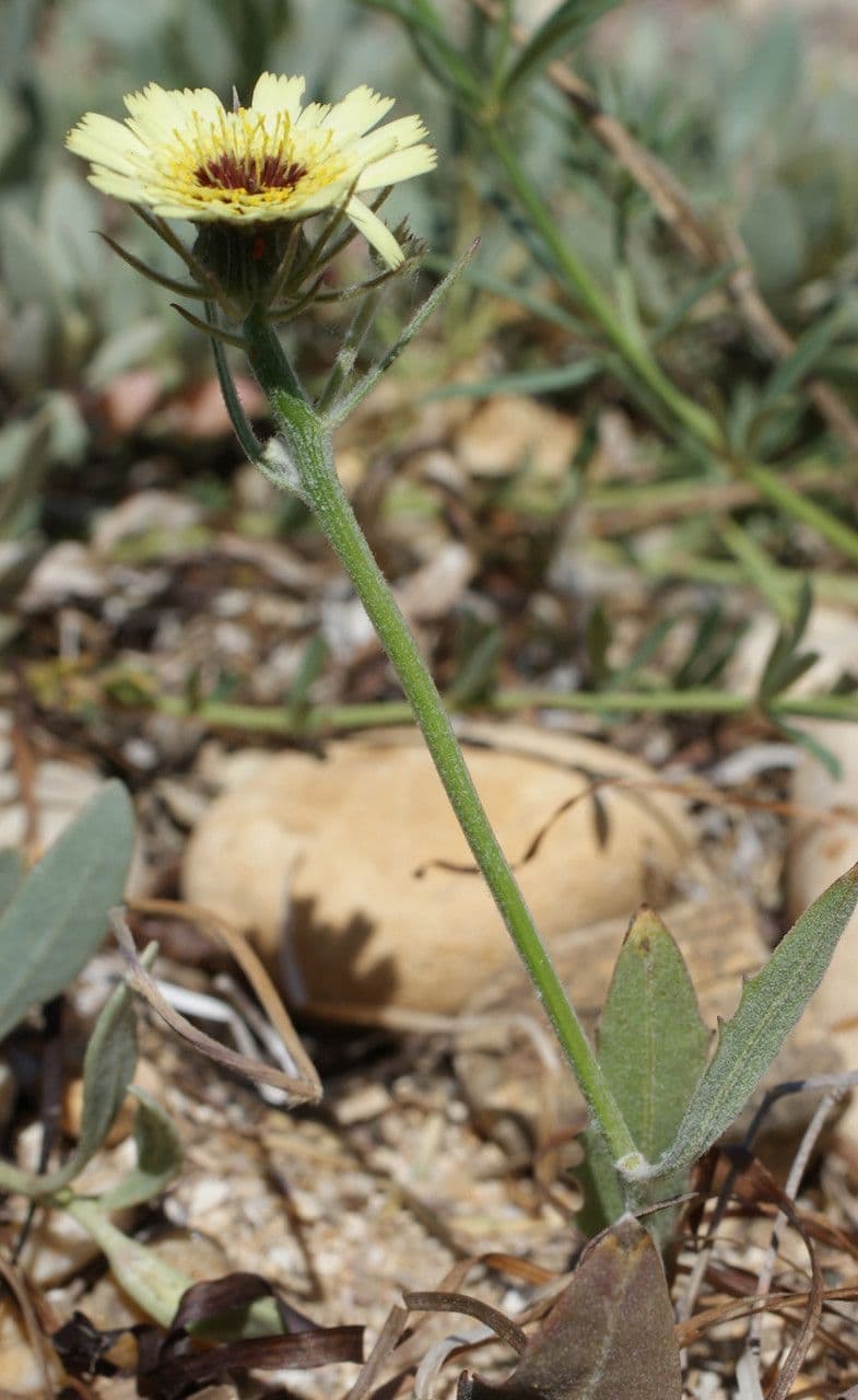 Tolpis barbata 15