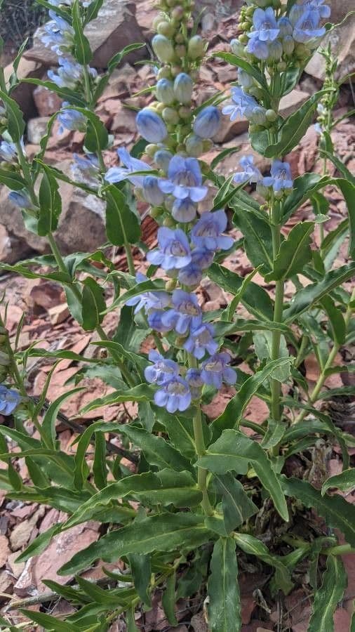 Penstemon 16