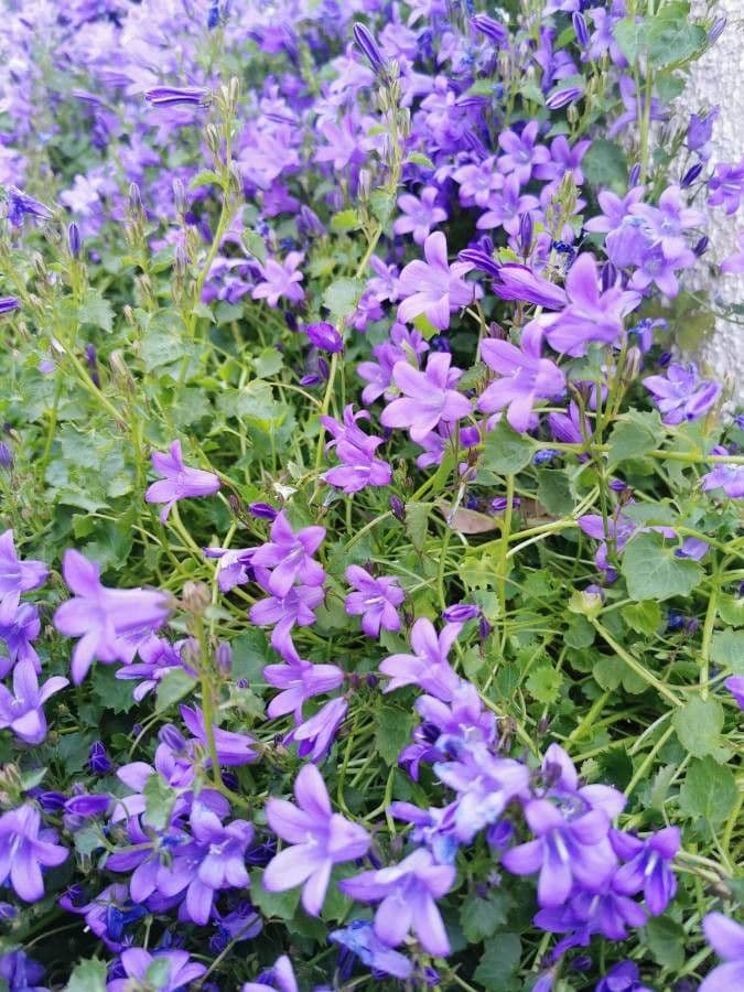Campanilla adriática