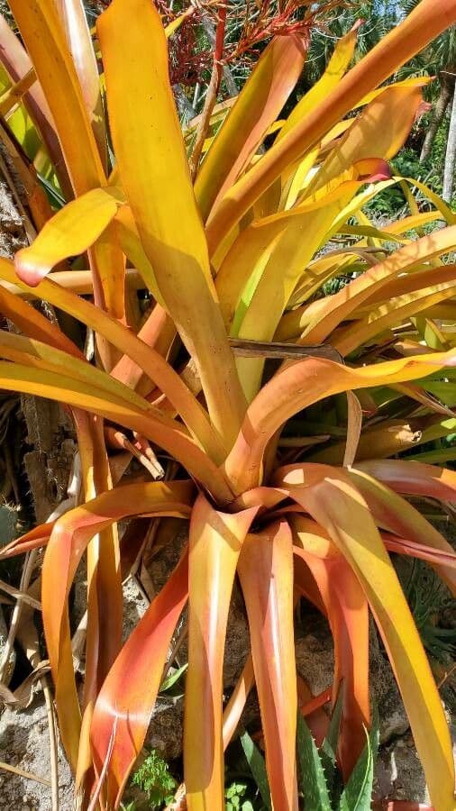 Aechmea 8