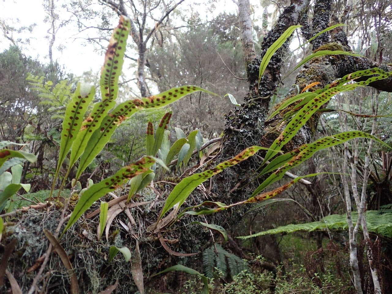 Lepisorus 12