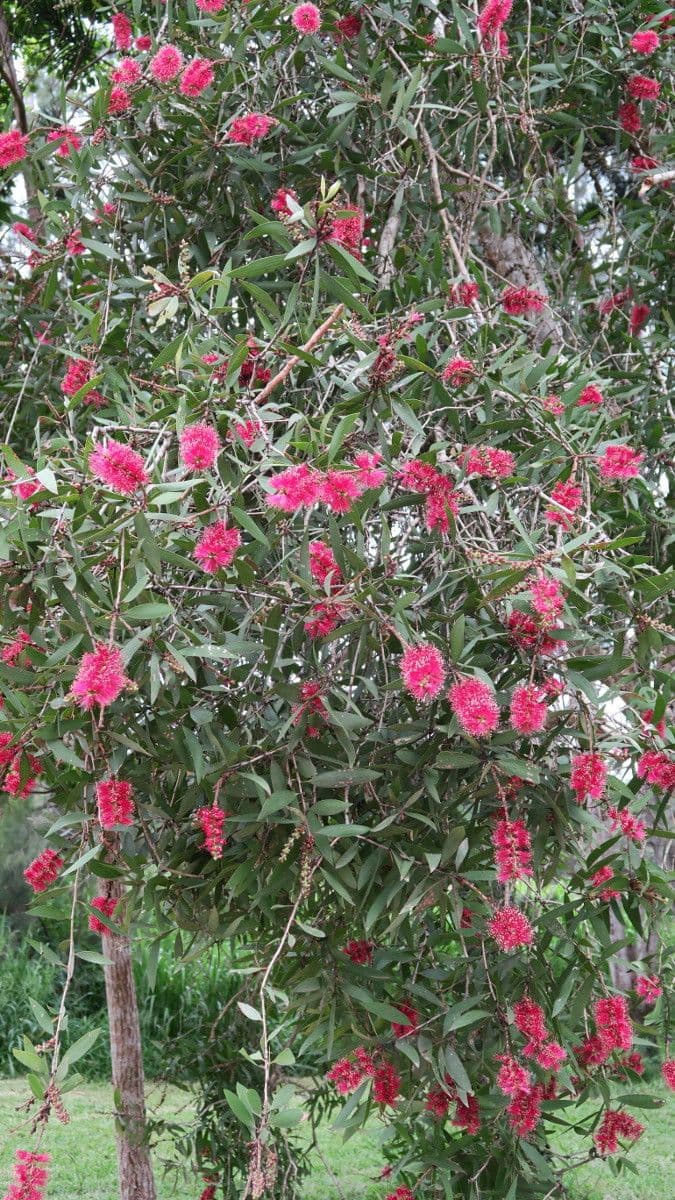 Fünfnerviger Teebaum 12