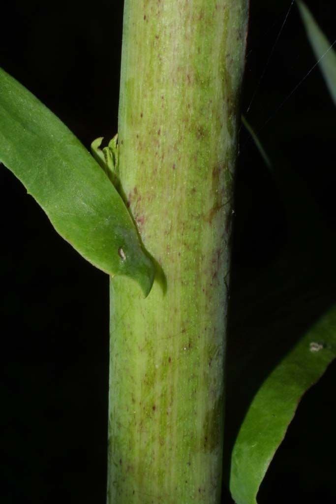 Lactuca 20