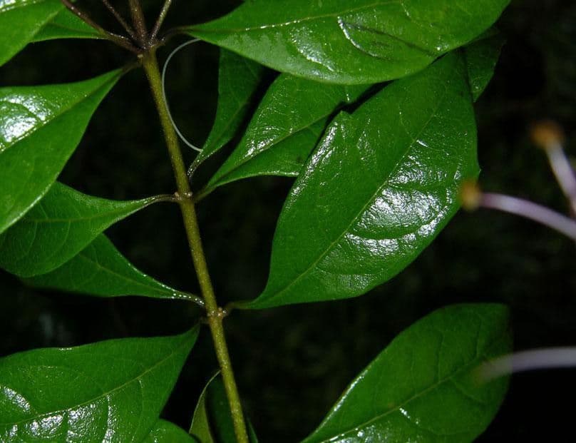 Volkameria ligustrina 5