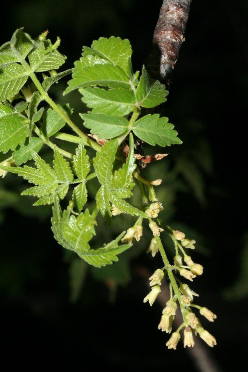 Bursera 2