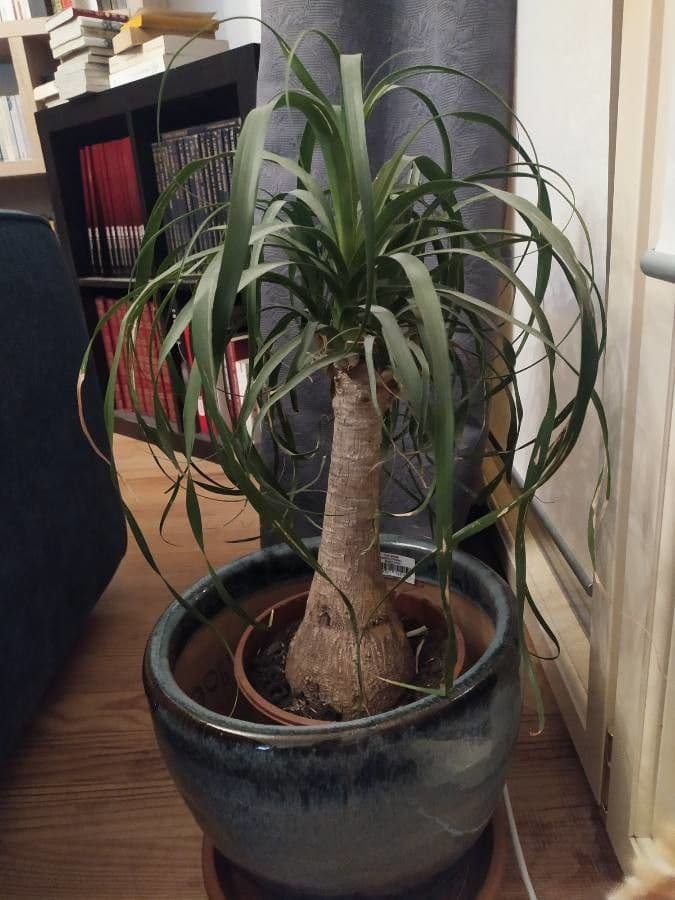 Beaucarnea 18