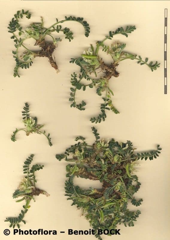 Astragalus depressus 22
