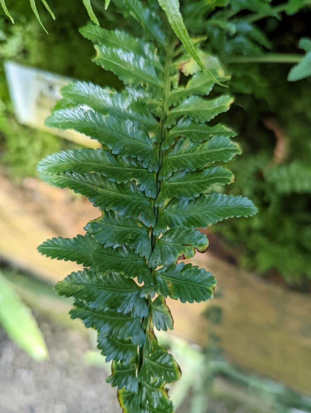 Asplenium 6